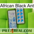 African Black Ant new15